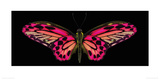 Hybrid Birdwing Giclee Print by Harold Feinstein