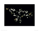 Blossom & Butterflies Giclee Print by Ian Winstanley