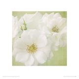 White Roses on Linen Giclee Print by Shana Rae