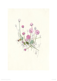 Sea Pinks Giclee Print by Hannah Pontin