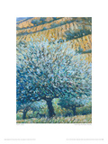 Olive Tree And Fields, Rhodes Giclee Print by Robert Jones