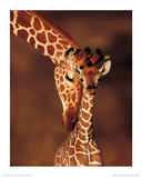Giraffe Giclee Print by Karl Amman