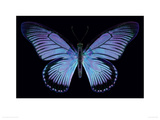 Great Blue Zalmoxis Giclee Print by Harold Feinstein