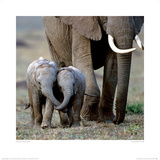 Inseparable Friends Giclee Print by Anup & Manoj Shah