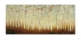 Silver Birch Trees Giclee Print by Serena Sussex