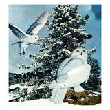 "Snowy Owls", September 14, 1957 Giclee Print by D. Bleitz