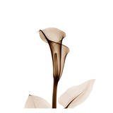 Calla Lilly in Sienna II Prints by Albert Koetsier