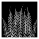 Tree Fern Galore on Black Posters par Albert Koetsier