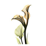 Calla Lilly Lámina por Albert Koetsier