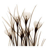 Crocus Sienna Kunst von Albert Koetsier