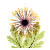Chrysanthemum Prints by Albert Koetsier