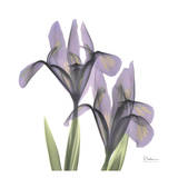 A Gift of Flowers in Purple Plakater af Albert Koetsier A Gift of Flowers in Purple Plakater af Albert Koetsier