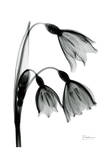 Snow Drop in Black and White Posters by Albert Koetsier