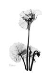 Cyclamen in Black and White Print by Albert Koetsier