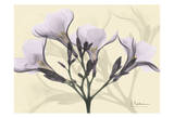 Oleander in Purple on Beige Arte por Albert Koetsier