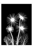 Gerberas on Black Art by Albert Koetsier