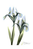 Blue Iris Pair Prints by Albert Koetsier