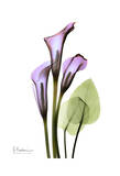 Calla Lily in Full Bloom Prints by Albert Koetsier
