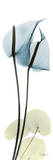 Anthurium in Blue Láminas por Albert Koetsier