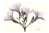 Oleander in Purple Pósters por Albert Koetsier