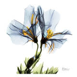 Blue Azalea in Bloom Kunstdruck von Albert Koetsier