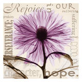 Rejoice, Violet Chrysanthemum Láminas por Albert Koetsier