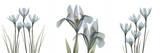 Spring Triple in Blue Posters by Albert Koetsier