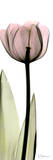Pretty Single Tulip in Pink Art by Albert Koetsier