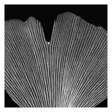 Single Leaf Black on White Prints by Albert Koetsier