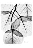 Flowing Eucalyptus in Black and White Prints by Albert Koetsier