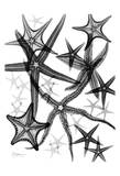 Dancing Star Fish Prints by Albert Koetsier