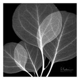 Eucalyptus Close Up Black and White Affiches par Albert Koetsier