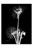 Cyclamen on Black Posters by Albert Koetsier