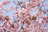 Blossom Haze Affiches par Joseph Eta