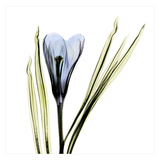 Crocus in Blue Prints by Albert Koetsier