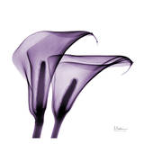 Violet Calla Twins II Posters par Albert Koetsier