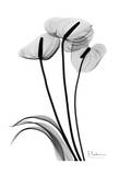 Anthurium Triple in Black and White Láminas por Albert Koetsier Anthurium Triple in Black and White Láminas por Albert Koetsier