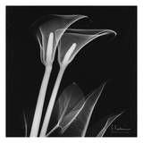 Calla Lilly on Black Posters by Albert Koetsier