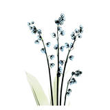 Lily of The Valley Prints by Albert Koetsier