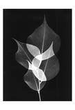 Triple Leaf Close Up on Black Affiches par Albert Koetsier