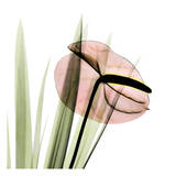 Flamingo Plant in Pink Poster by Albert Koetsier