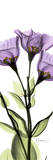 Gentian in Color Art par Albert Koetsier