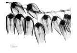 Lily of The Valley Bush Close Up Black and White Kunstdrucke von Albert Koetsier
