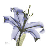 Lily in Purple Kunst von Albert Koetsier