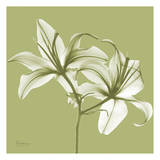 Twin Lilies on Pale Green Prints by Albert Koetsier