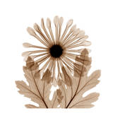 Chrysanthemum in Sienna Pósters por Albert Koetsier