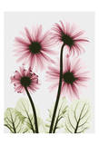 Pink Gerbera Bouquet Posters by Albert Koetsier