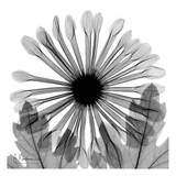 Chrysanthemum in Black and White Art by Albert Koetsier