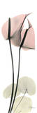 Anthurium in Pink Póster por Albert Koetsier