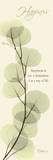 Happiness, Eucalyptus Poster von Albert Koetsier